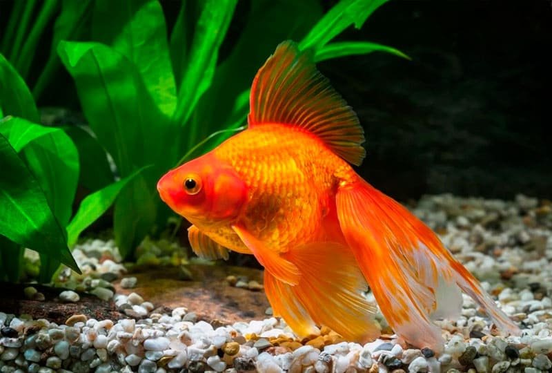 Aquário de água doce montado pela Bah! Aquarismo RS