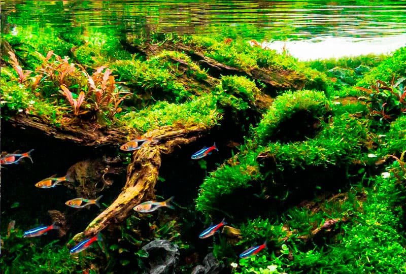Aquário plantado em funcionamento na loja Bah! Aquarismo
