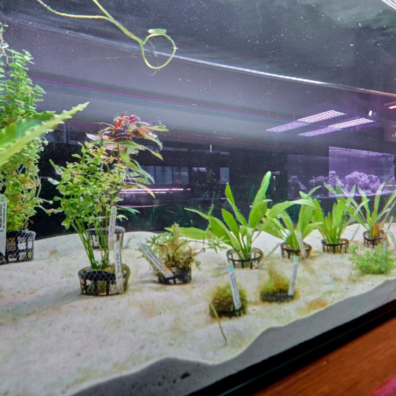 Foto 12 da loja Bah! Aquarismo em Porto Alegre
