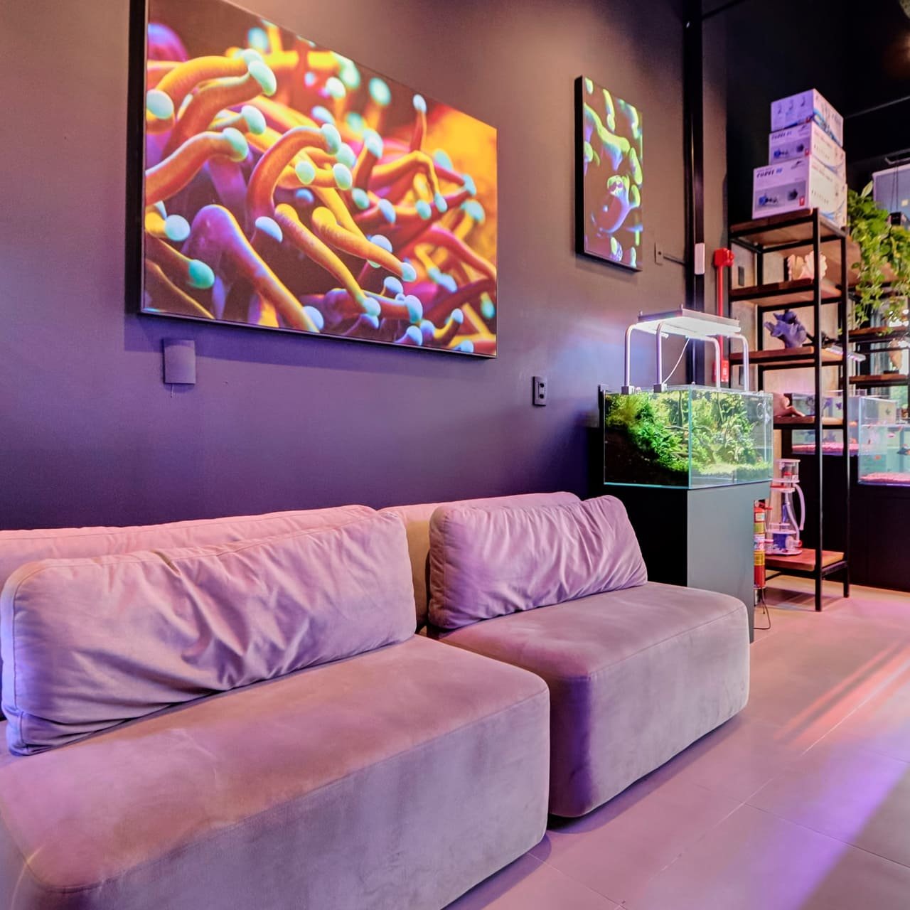 Foto 19 da loja Bah! Aquarismo em Porto Alegre