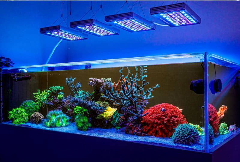 Manutenção de aquário marinho em Porto Alegre pela Bah! Aquarismo