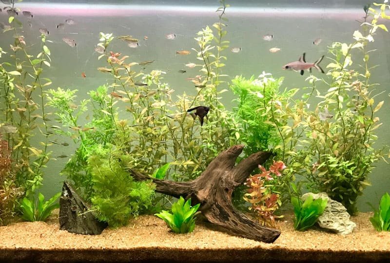 Montagem e instalação de aquário em Porto Alegre pela Bah! Aquarismo